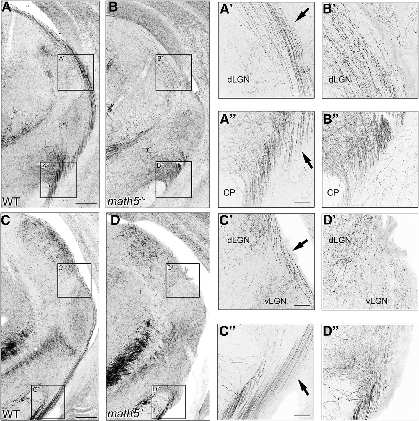 Fig. 8