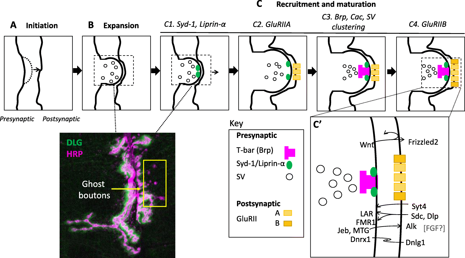 Fig. 2