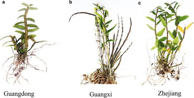 Fig. 1