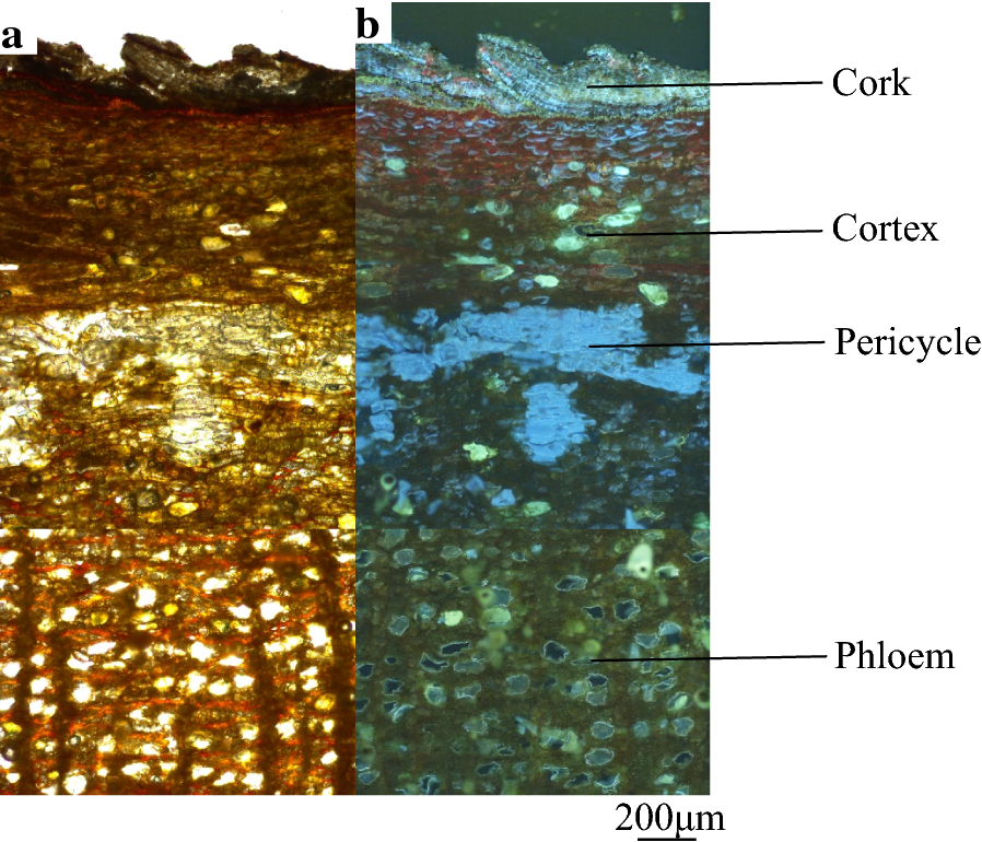 Fig. 2