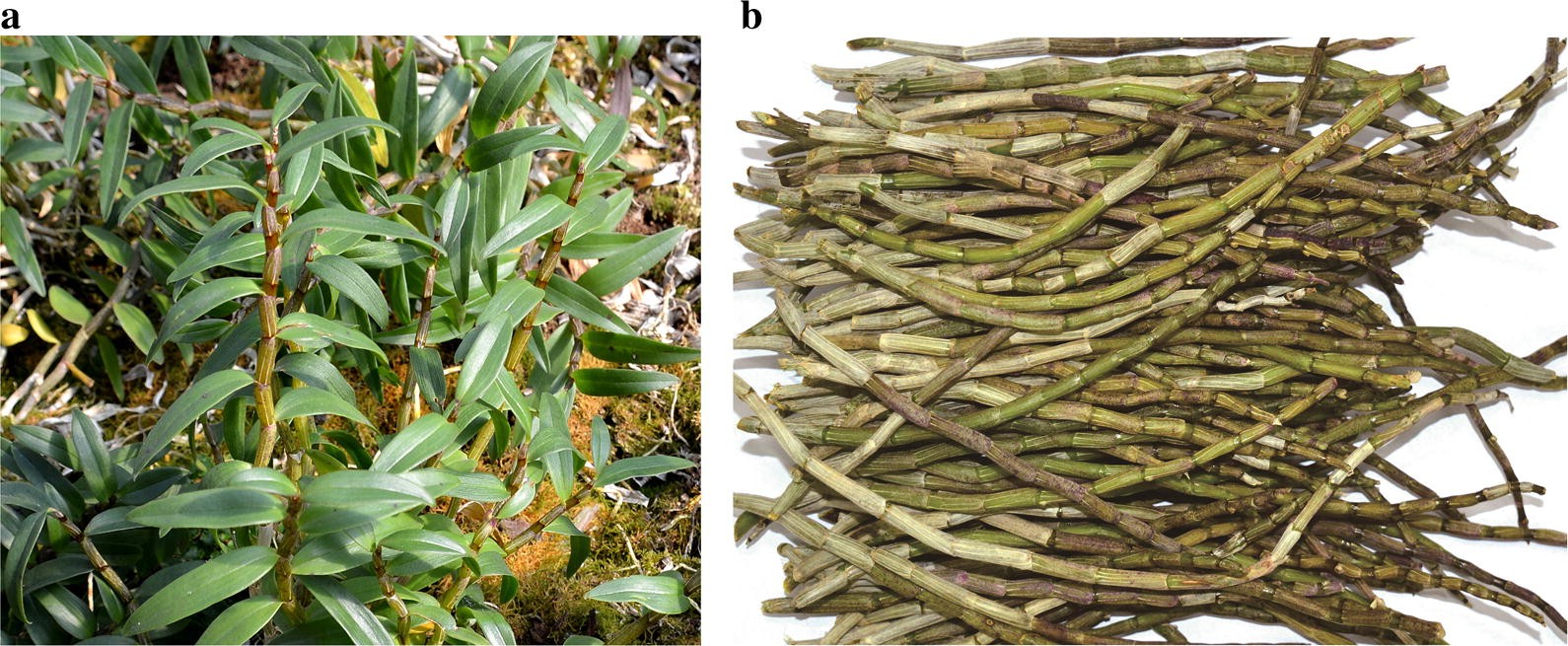 Physicochemical properties of polysaccharides from dendrobium