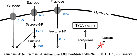 Fig. 1