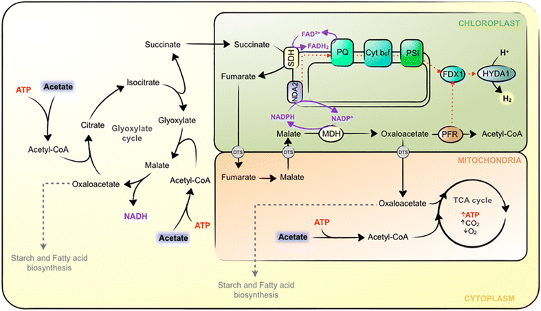 Fig. 6