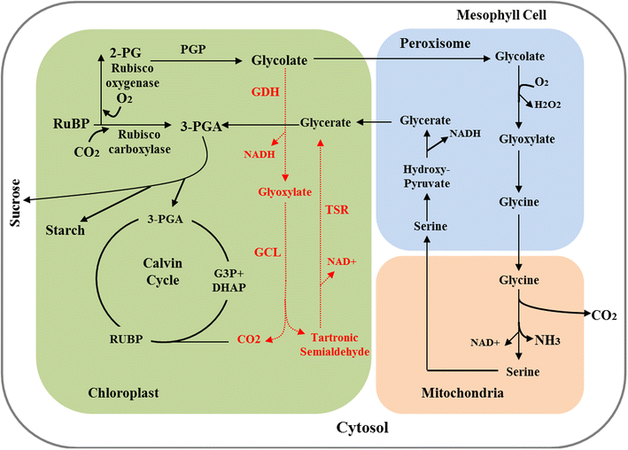 Fig. 1