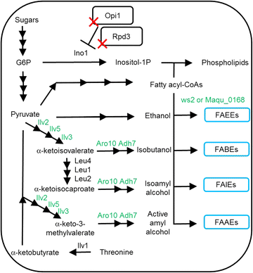 Fig. 1