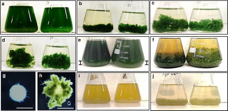 Fig. 2