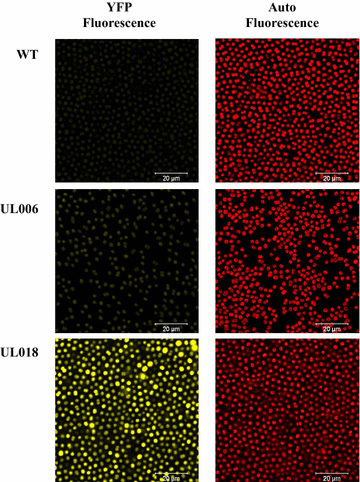 Fig. 4