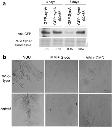 Fig. 3