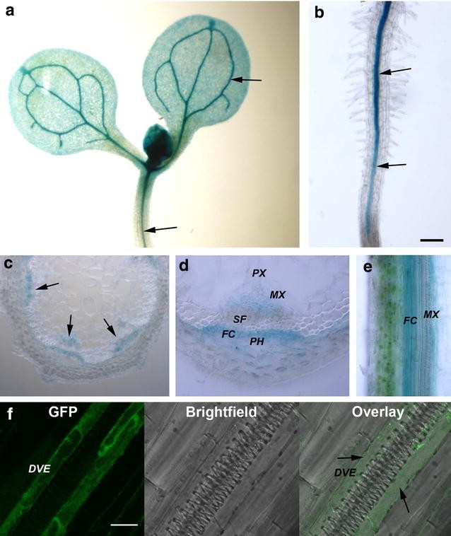 Fig. 1