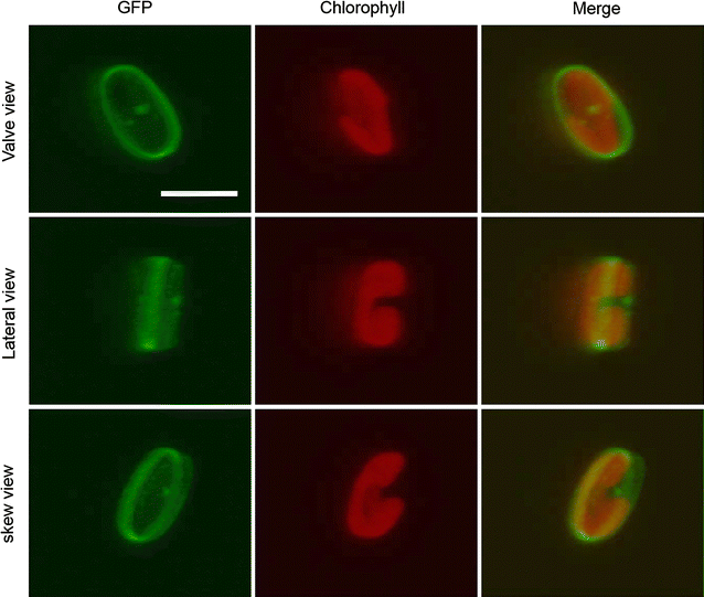 Fig. 2