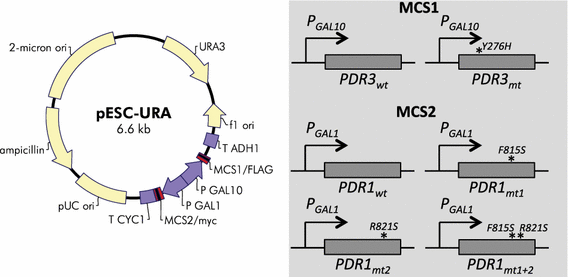 Fig. 1