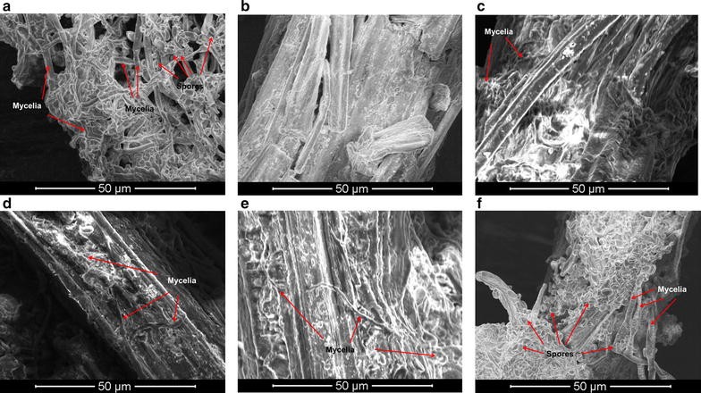 Fig. 8