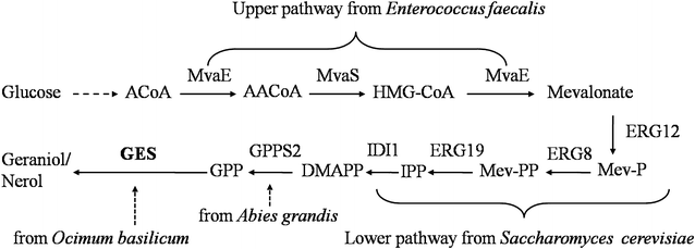 Fig. 1