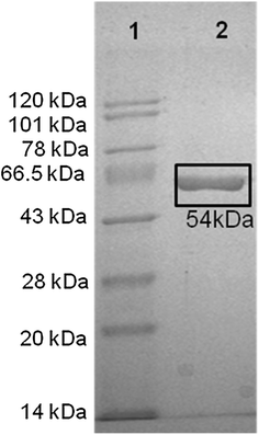 Fig. 1