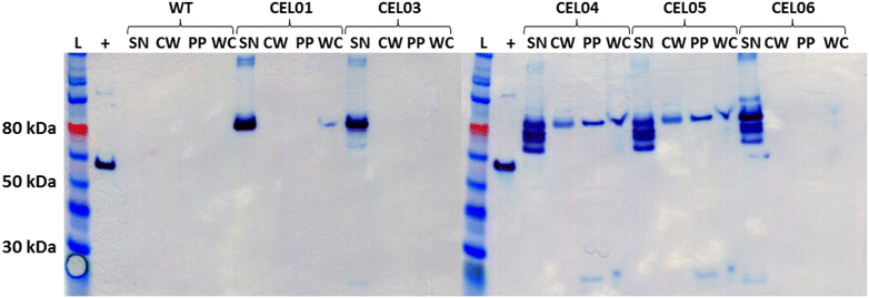 Fig. 3