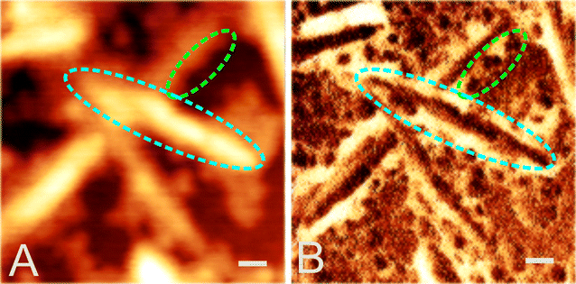 Fig. 8