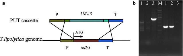 Fig. 1