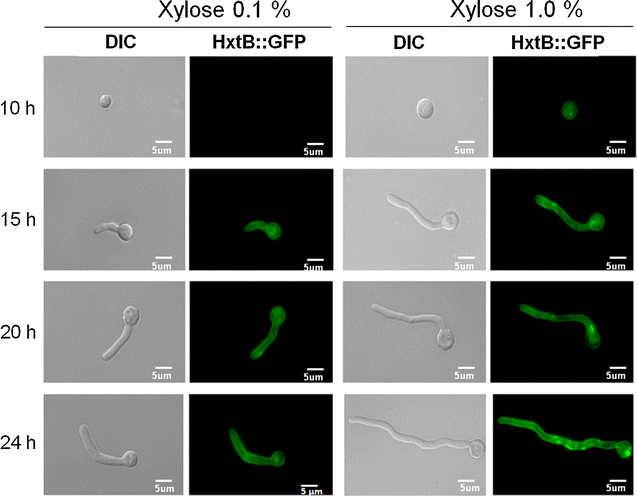 Fig. 6