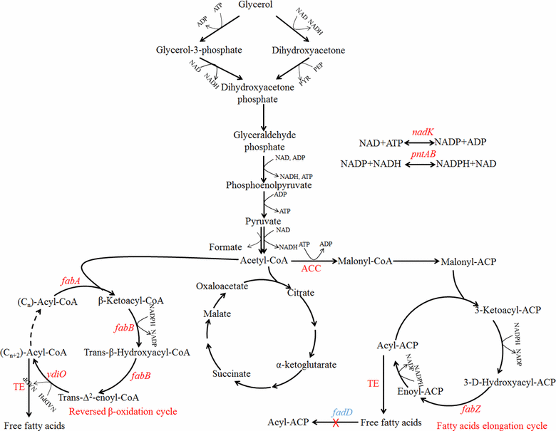 Fig. 4