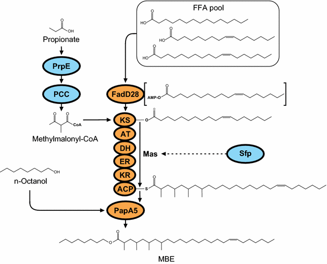 Fig. 1