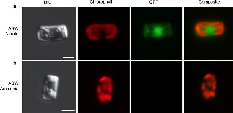 Fig. 10