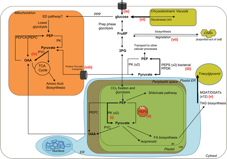 Fig. 7