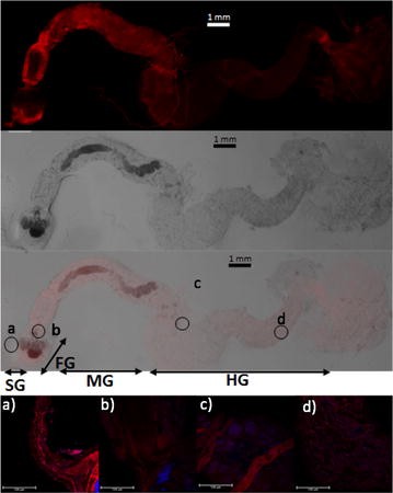 Fig. 2