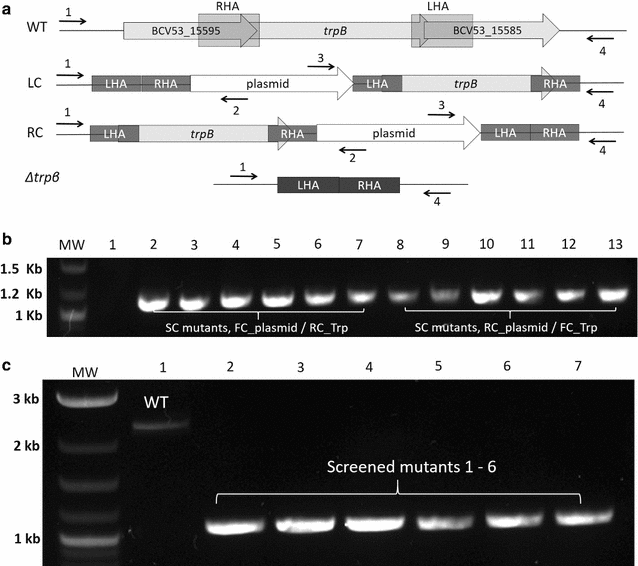 Fig. 3