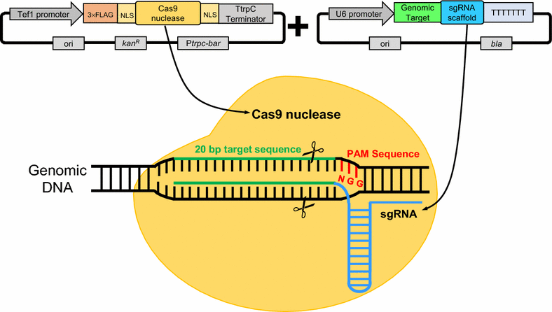 Fig. 1