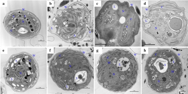 Fig. 3