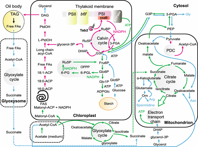 Fig. 10