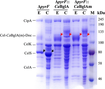 Fig. 2