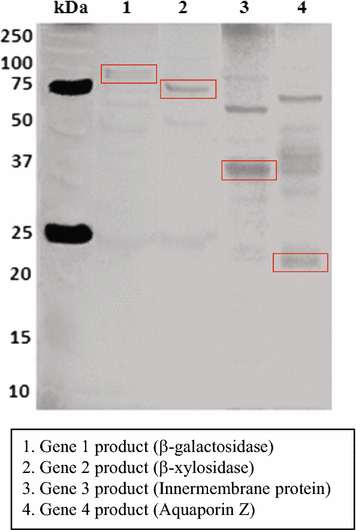 Fig. 2