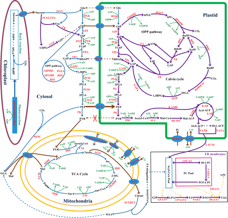 Fig. 7