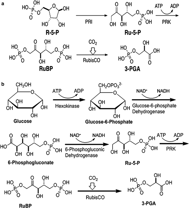 Fig. 4