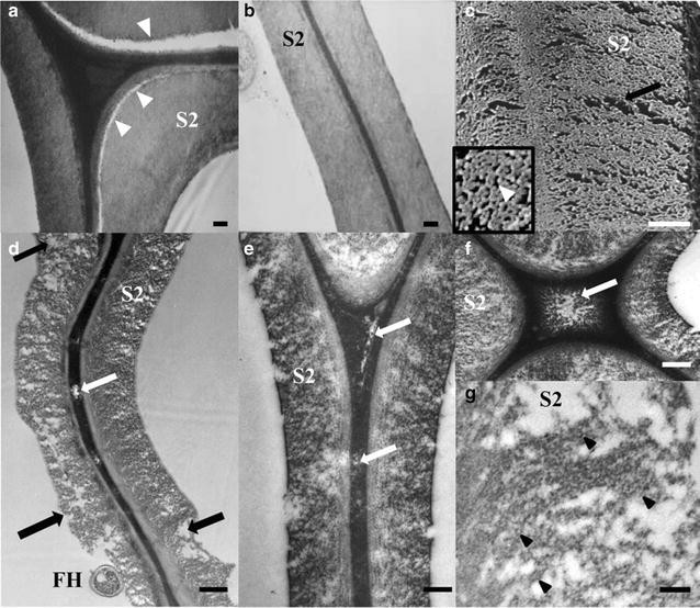 Fig. 7