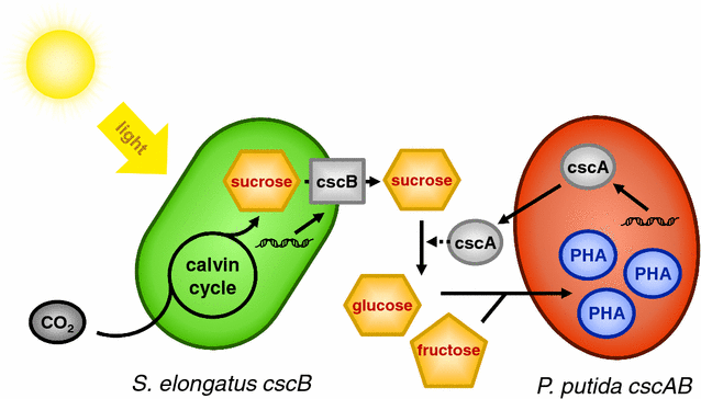 Fig. 1