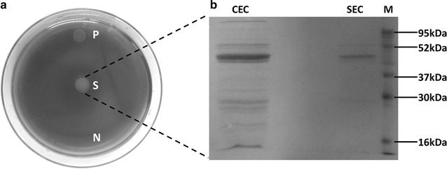 Fig. 4