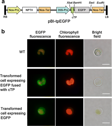 Fig. 2