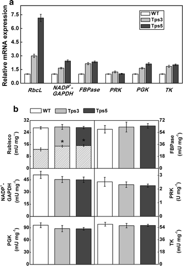 Fig. 6