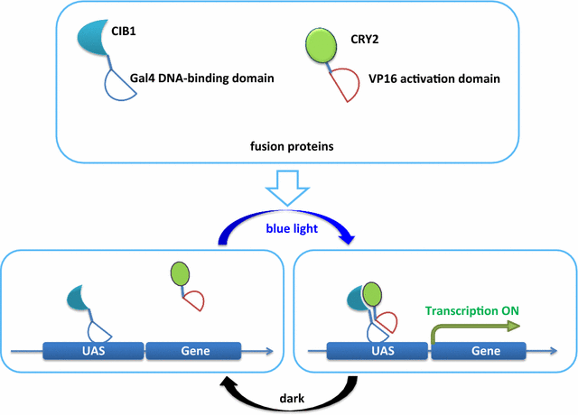 Fig. 1