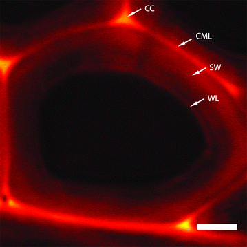 Fig. 2