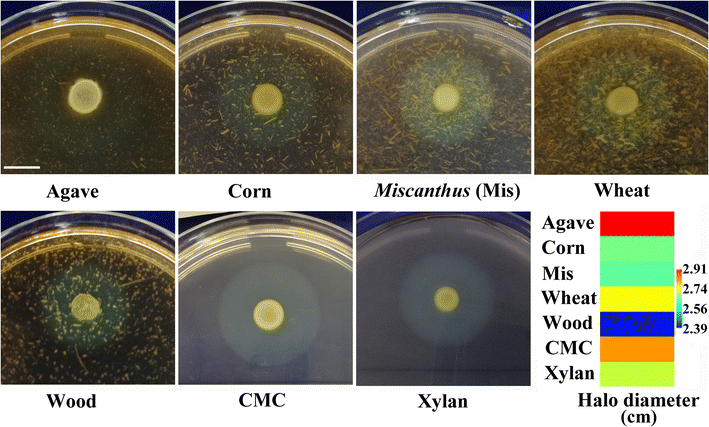 Fig. 1