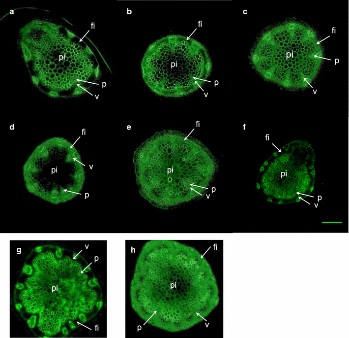 Fig. 4