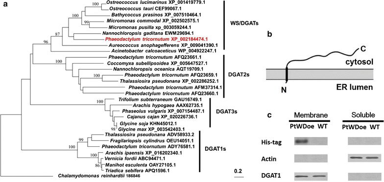 Fig. 1