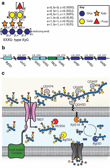 Fig. 1