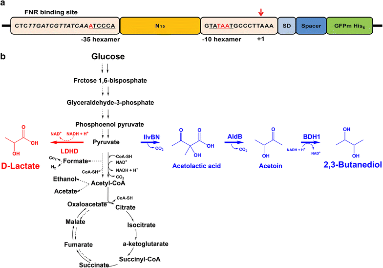 Fig. 1