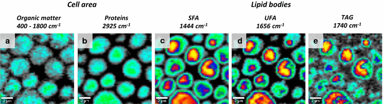 Fig. 3