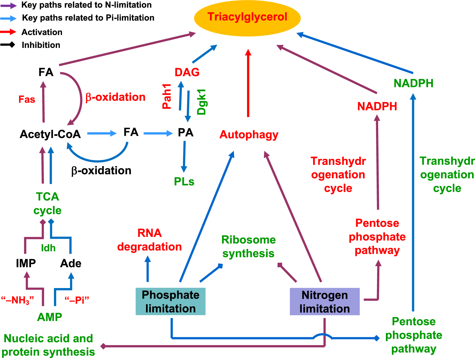 Fig. 4