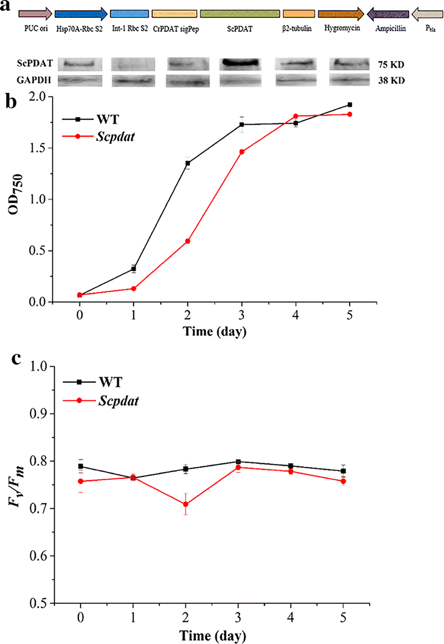 Fig. 2